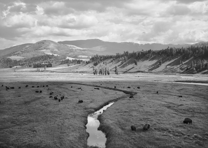 Bison, Lamar Valley, Yellowstone National Park, Wyoming, 1995.  (© William Sutton)